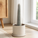 Silver Torch Cactus by The Cactus Outlet