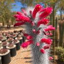 Silver Torch Cactus by The Cactus Outlet