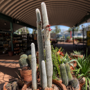 Silver Torch Cactus by The Cactus Outlet
