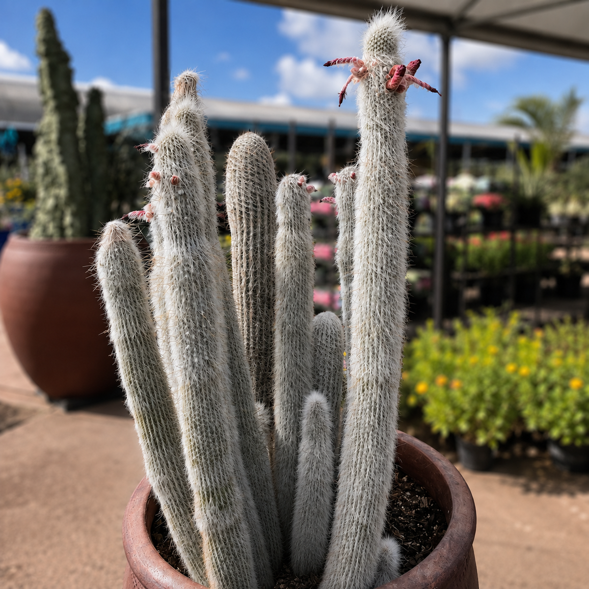 Silver Torch Cactus, photo 8 of 8