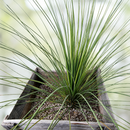 Mexican Grass Tree by The Cactus Outlet