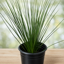 Mexican Grass Tree by The Cactus Outlet