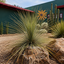 Mexican Grass Tree by The Cactus Outlet