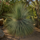 Mexican Grass Tree by The Cactus Outlet