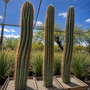 South American Saguaro by The Cactus Outlet
