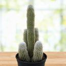 Peruvian Old Man Cactus by The Cactus Outlet