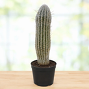 Peruvian Old Man Cactus by The Cactus Outlet