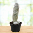 Peruvian Old Man Cactus by The Cactus Outlet