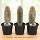 Peruvian Old Man Cactus by The Cactus Outlet