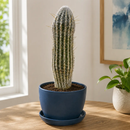 Peruvian Old Man Cactus by The Cactus Outlet