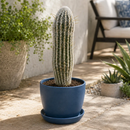Peruvian Old Man Cactus by The Cactus Outlet