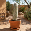 Peruvian Old Man Cactus by The Cactus Outlet