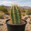 South American Saguaro by The Cactus Outlet