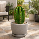 South American Saguaro by The Cactus Outlet