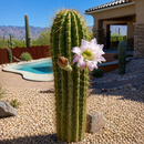 South American Saguaro by The Cactus Outlet