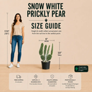 Cactus Snow White Prickly Pear Plant - Healthy Ready To Ship Houseplant by The Cactus Outlet