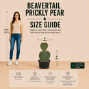 Beavertail Prickly Pear by The Cactus Outlet