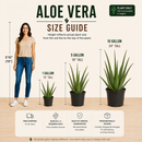 Aloe Barbadensis by The Cactus Outlet