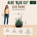 Aloe "Blue Elf" by The Cactus Outlet