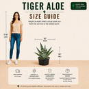 Tiger Aloe by The Cactus Outlet
