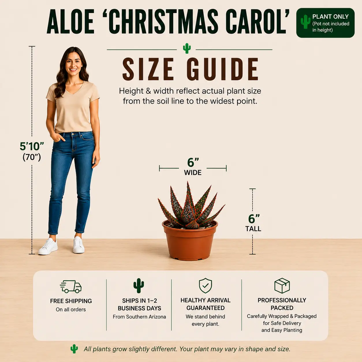 Aloe 'Christmas Carol', photo 6 of 8