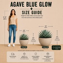 Agave 'Blue Glow' by The Cactus Outlet