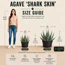 Agave Shark Skin by The Cactus Outlet
