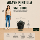 Agave Pintilla by The Cactus Outlet