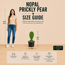 Nopal Prickly Pear by The Cactus Outlet