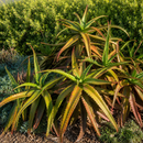 Aloe Cameronii by The Cactus Outlet