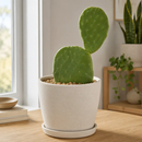 Nopal Prickly Pear by The Cactus Outlet