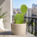Nopal Prickly Pear by The Cactus Outlet