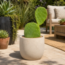 Nopal Prickly Pear by The Cactus Outlet