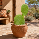 Nopal Prickly Pear by The Cactus Outlet