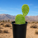 Nopal Prickly Pear by The Cactus Outlet