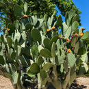 Nopal Prickly Pear by The Cactus Outlet