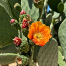Nopal Prickly Pear by The Cactus Outlet