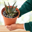 Aloe 'Christmas Carol' by The Cactus Outlet