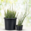 Candelilla by The Cactus Outlet