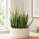 Candelilla by The Cactus Outlet