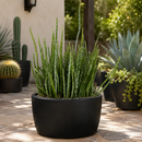 Candelilla by The Cactus Outlet