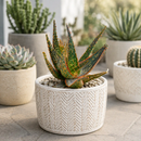 Aloe 'Christmas Carol' by The Cactus Outlet