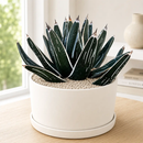 Agave Pintilla by The Cactus Outlet