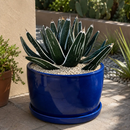 Agave Pintilla by The Cactus Outlet