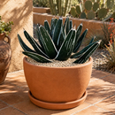 Agave Pintilla by The Cactus Outlet