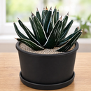 Agave Pintilla by The Cactus Outlet