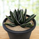 Agave Pintilla by The Cactus Outlet
