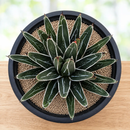 Agave Pintilla by The Cactus Outlet
