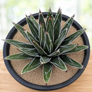 Agave Pintilla by The Cactus Outlet