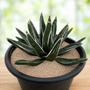 Agave Pintilla by The Cactus Outlet